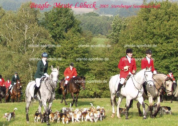 0 1 Beagle- Meute Lbeck PC Bild Grnow